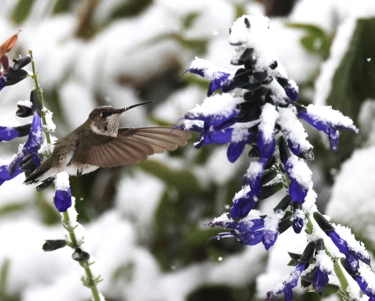 Black-chinned Hummingbird - ML646421502