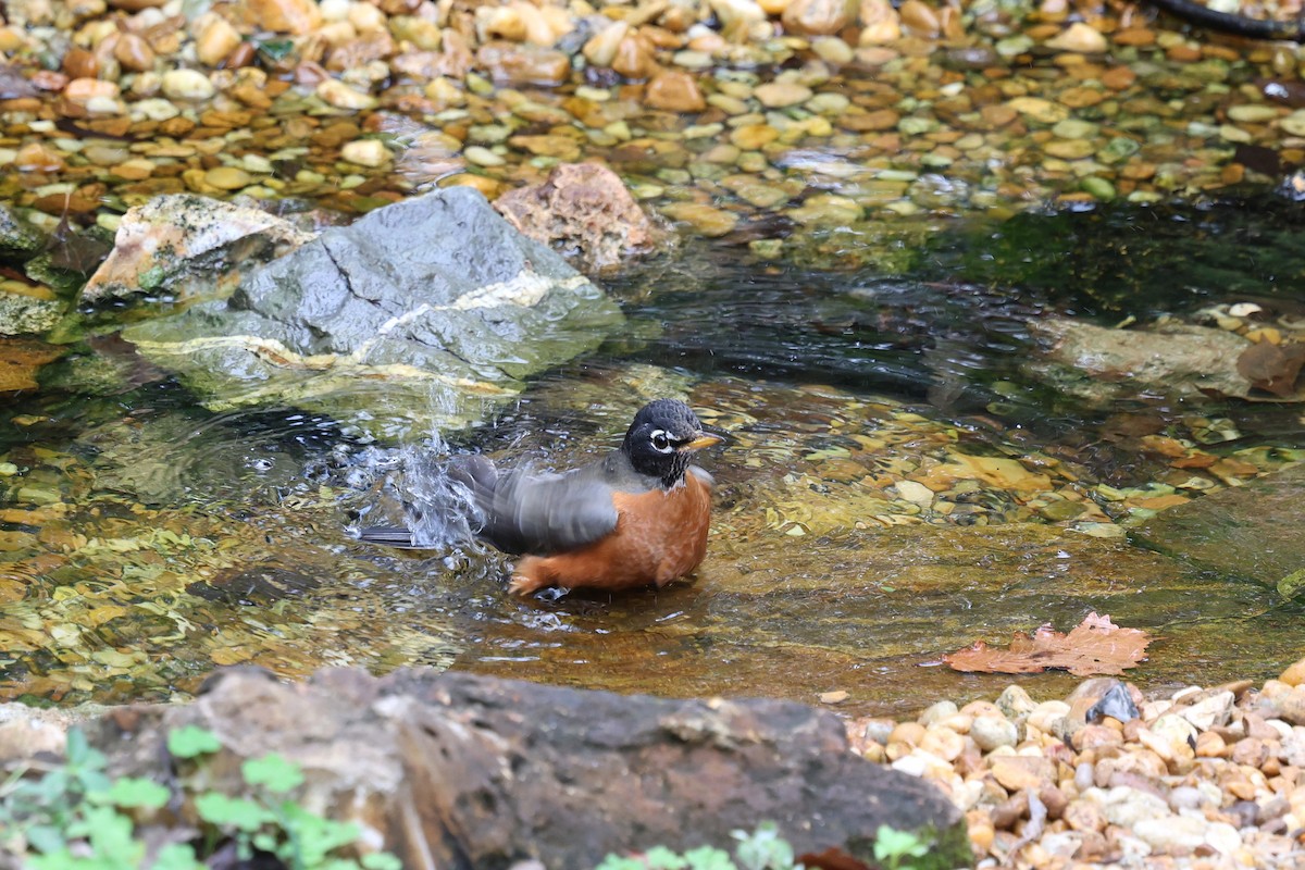 drozd stěhovavý - ML646421503