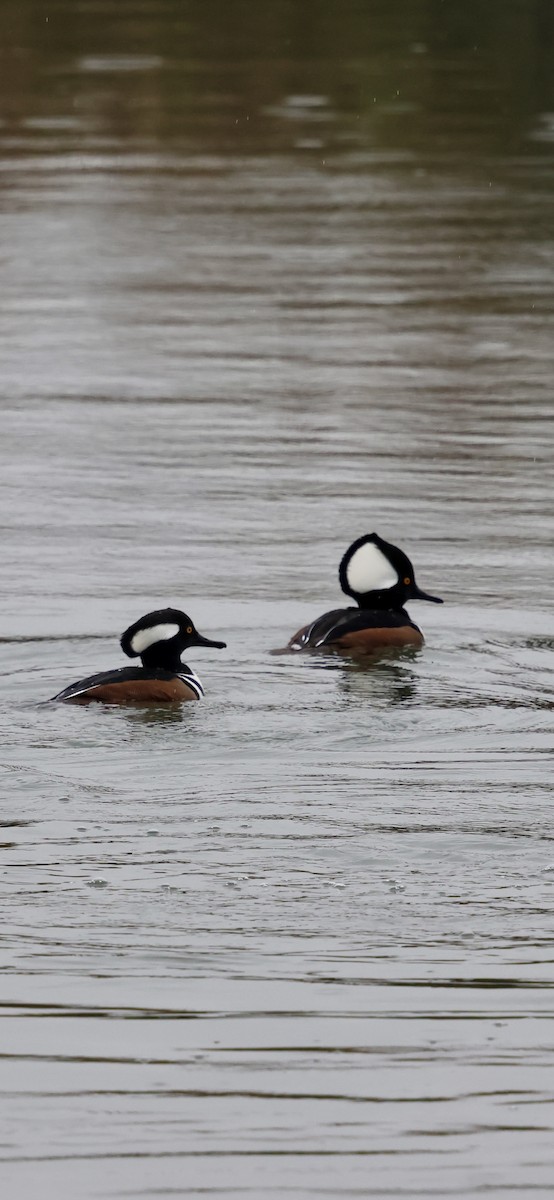 Hooded Merganser - ML646421504