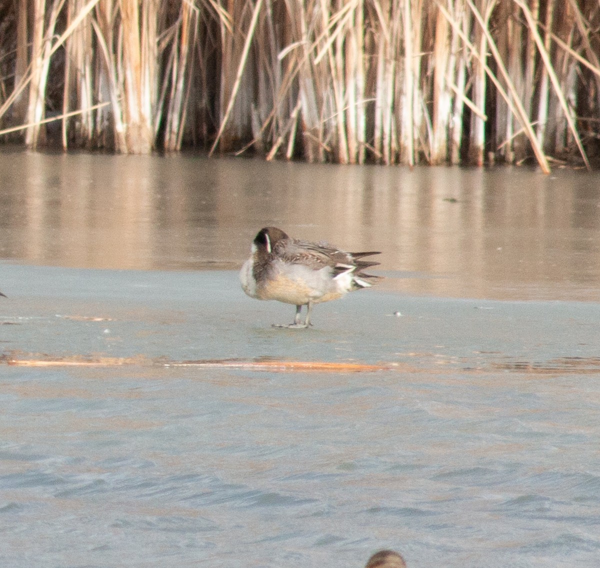 Northern Pintail - ML646421505