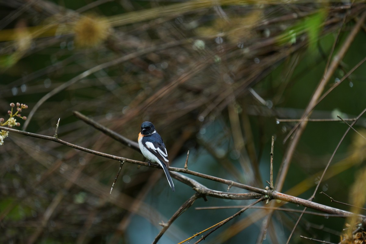 White-bellied Minivet - ML646421507