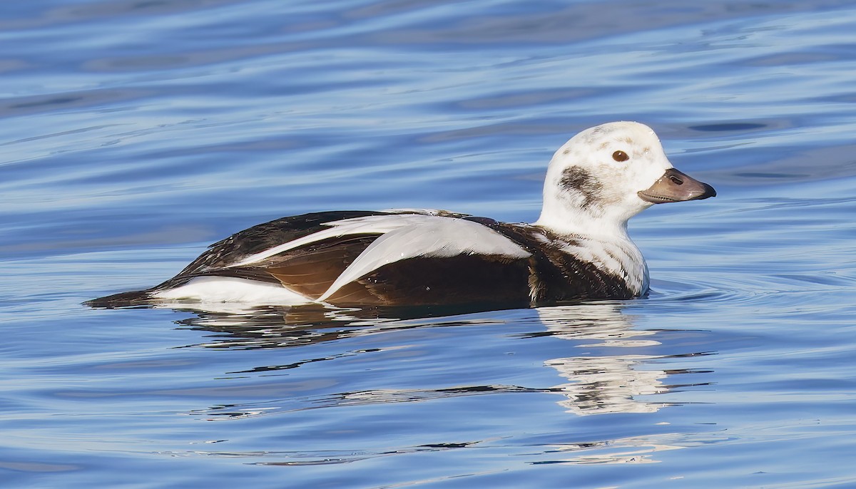 hoholka lední - ML646421508