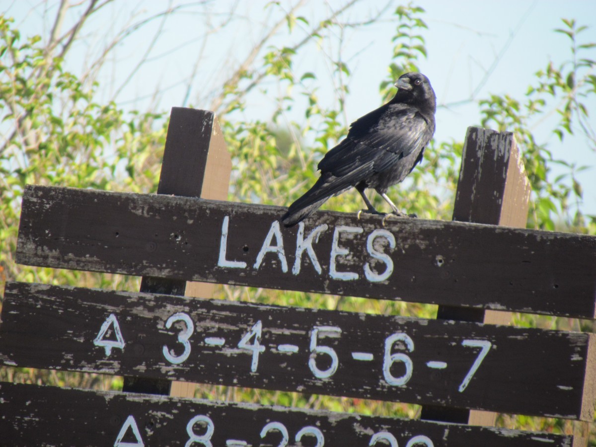 American Crow - ML646421509