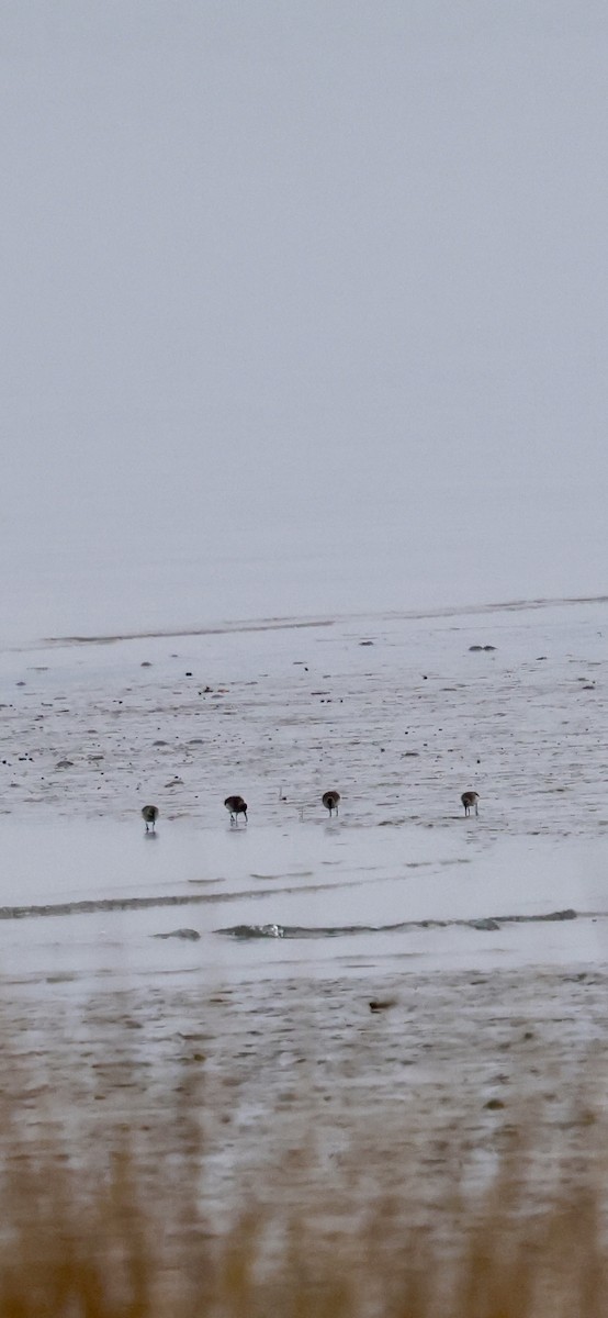 黑腹濱鷸 - ML646421510