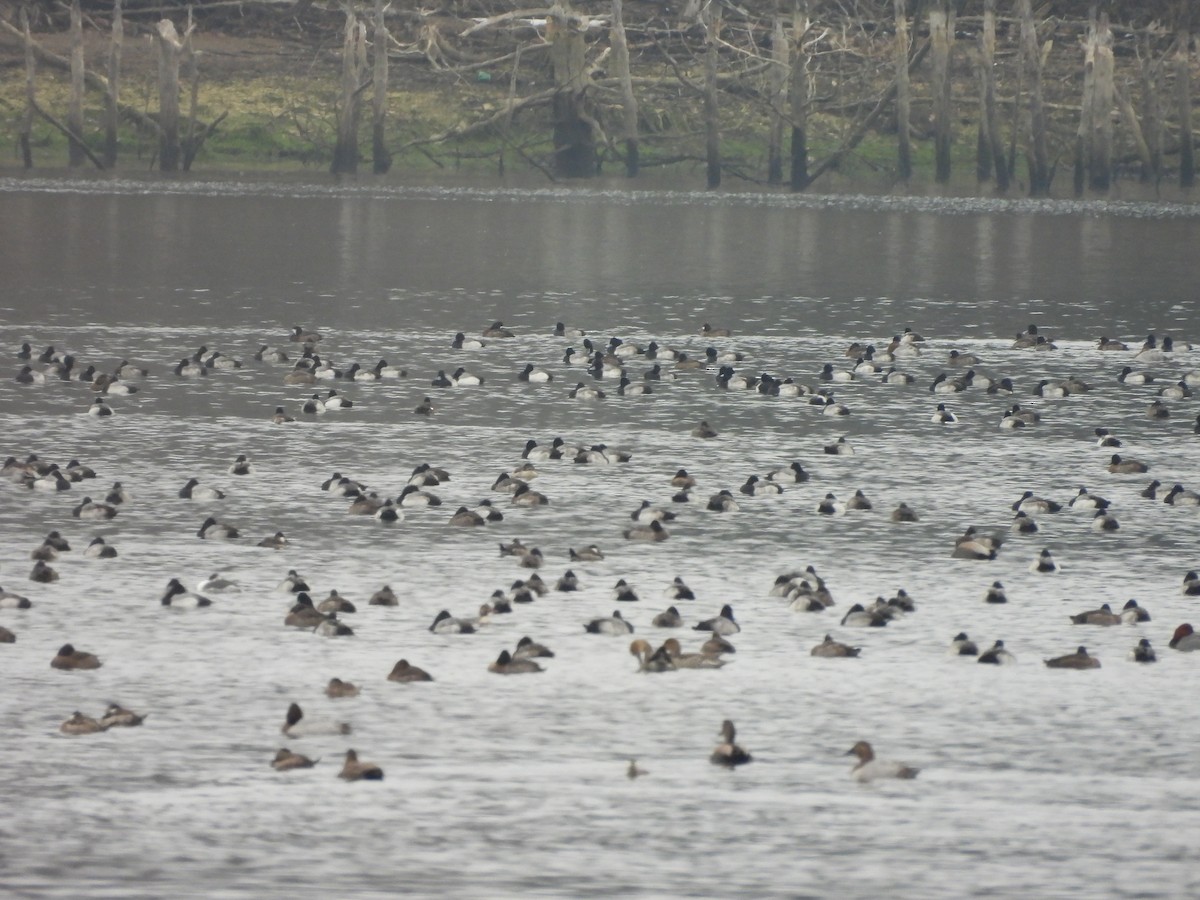Lesser Scaup - ML646421511