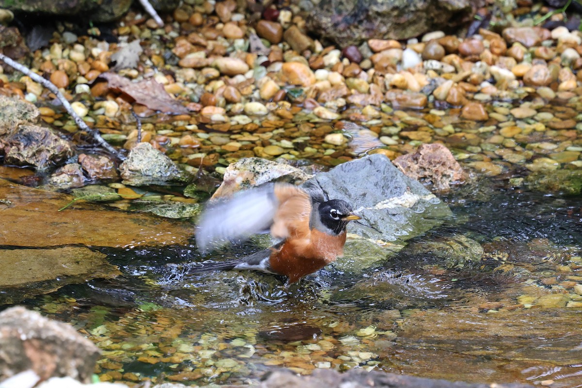 drozd stěhovavý - ML646421512