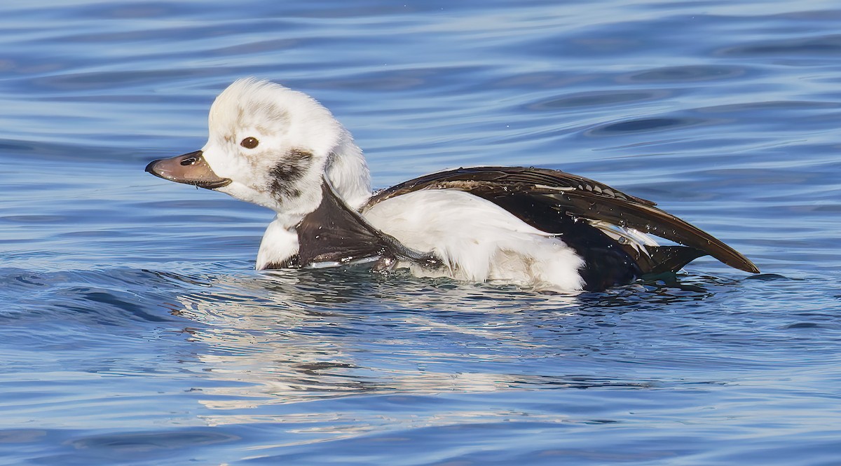 hoholka lední - ML646421513