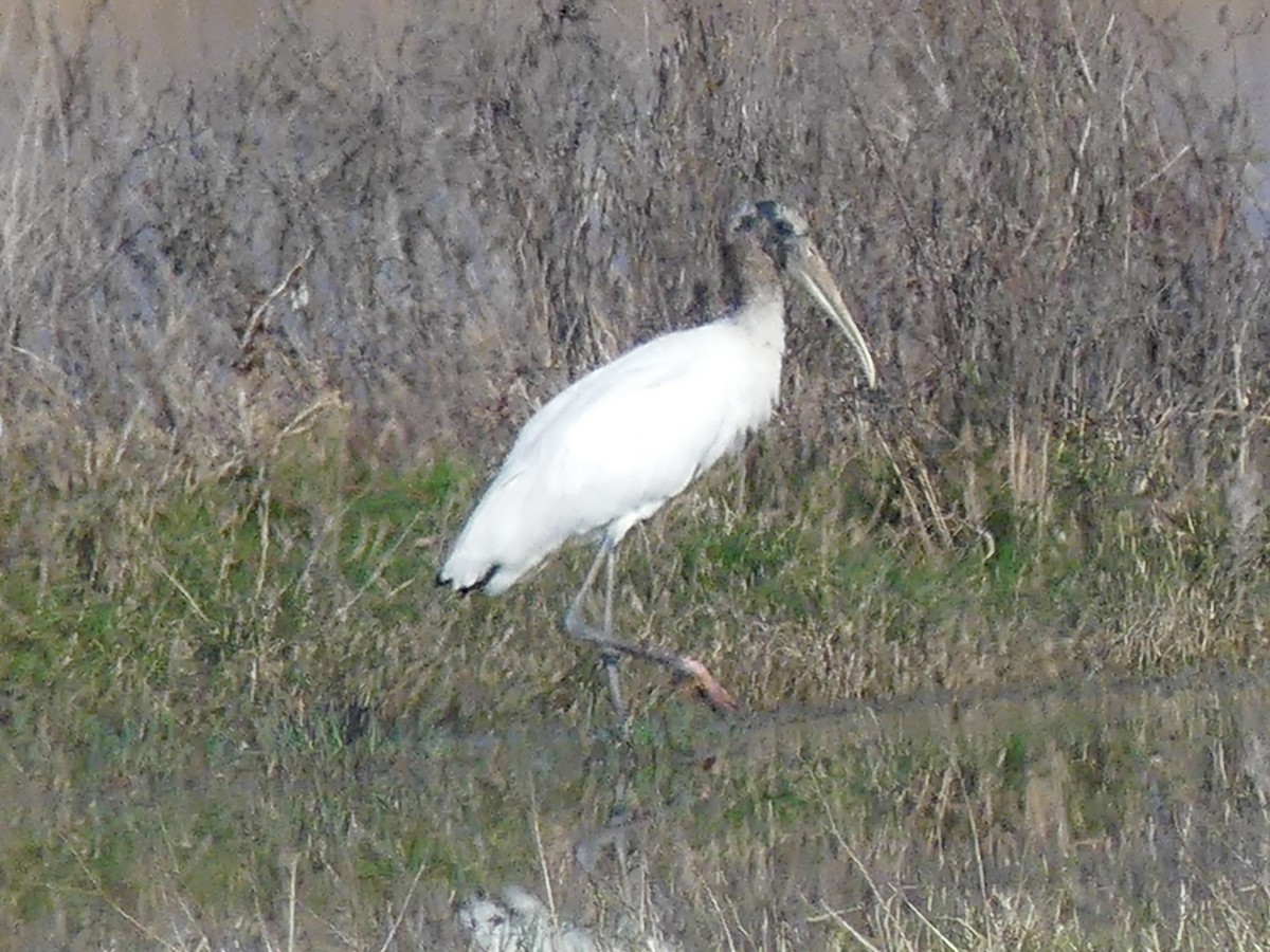 アメリカトキコウ - ML646421515