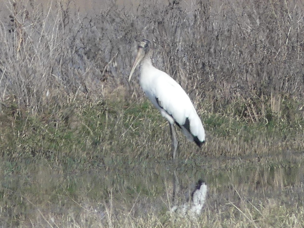 アメリカトキコウ - ML646421516