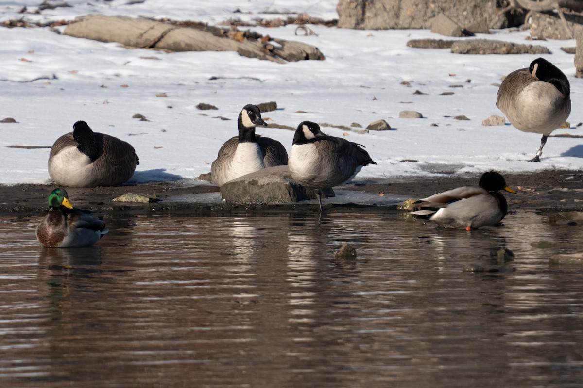 シジュウカラガン - ML646421517