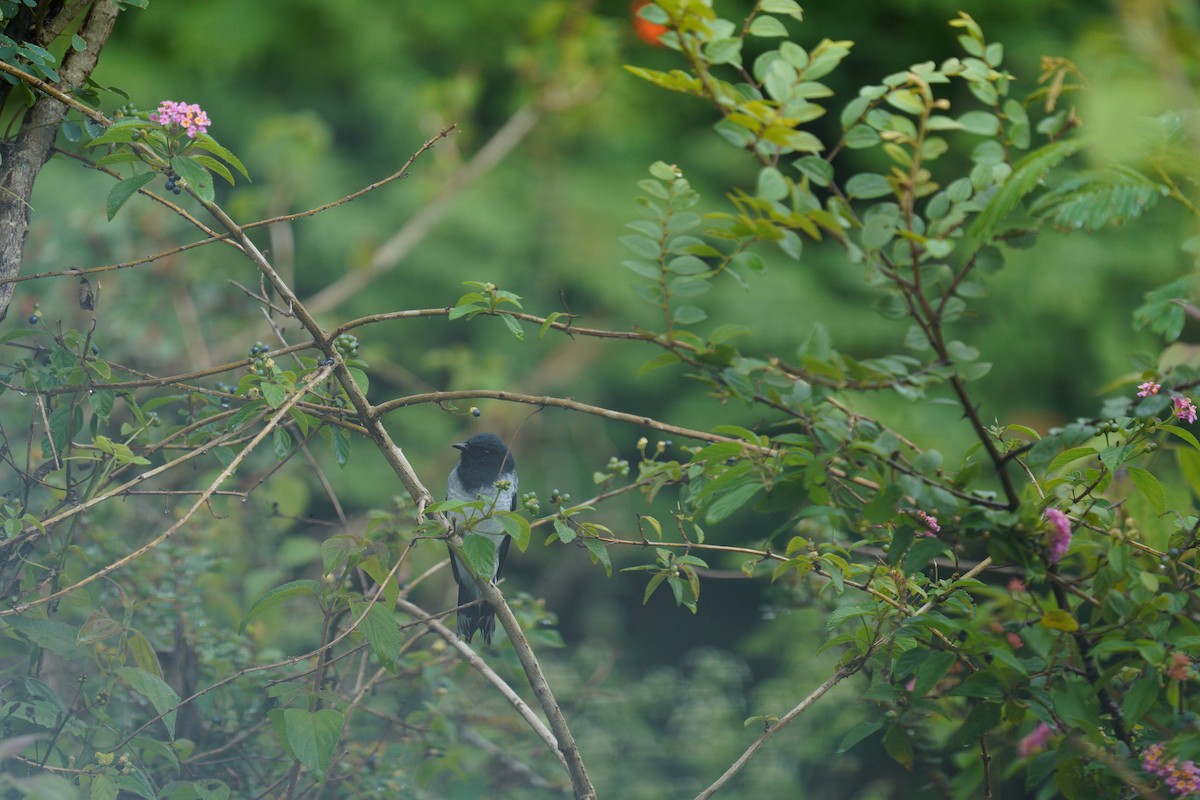 Black-headed Cuckooshrike - ML646421519