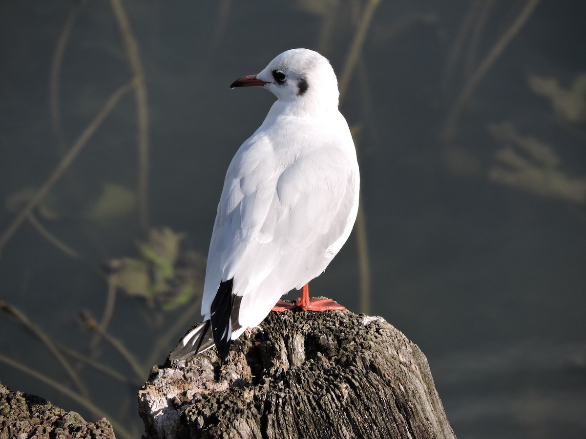 Black-headed Gull - ML646421520