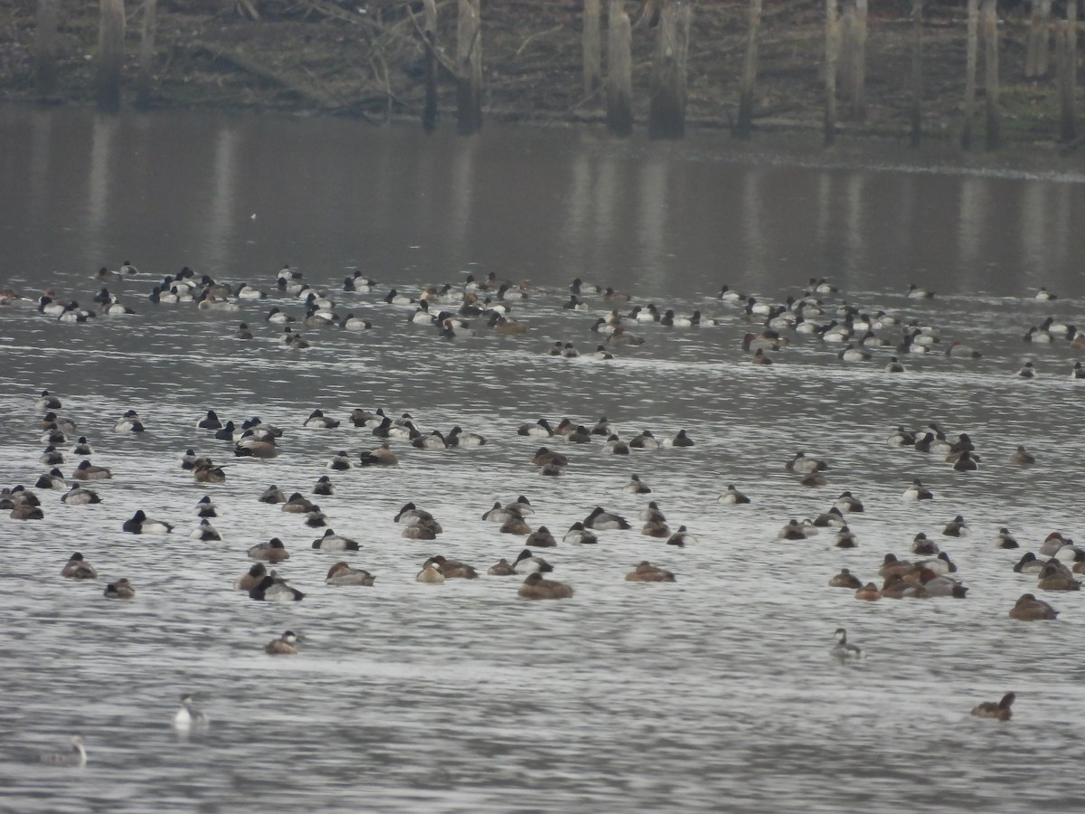 Lesser Scaup - ML646421521