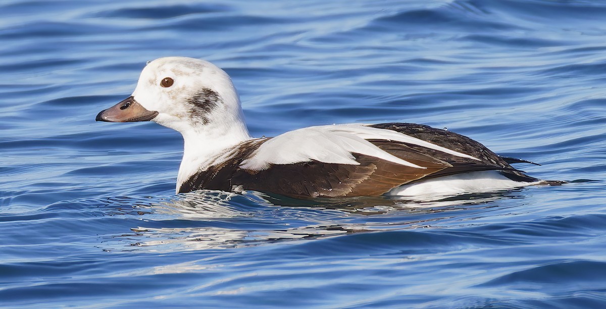 hoholka lední - ML646421522