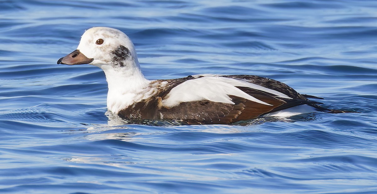 hoholka lední - ML646421523