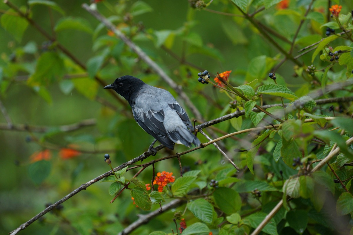 Black-headed Cuckooshrike - ML646421524