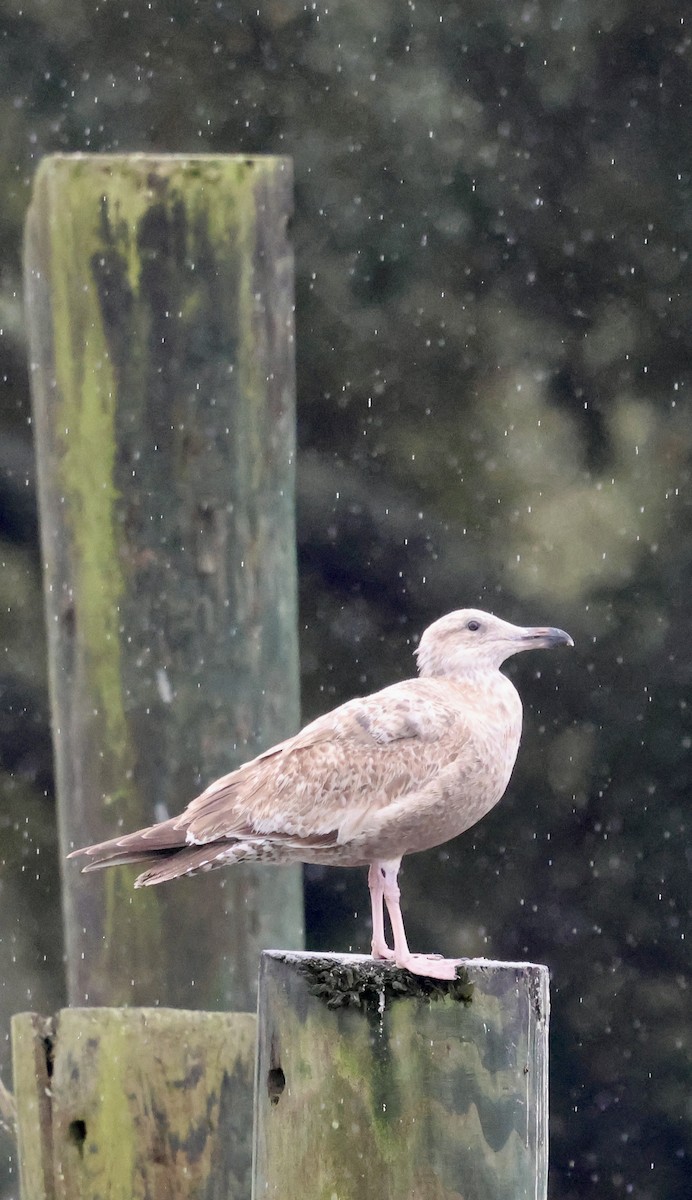 American Herring Gull - ML646421525