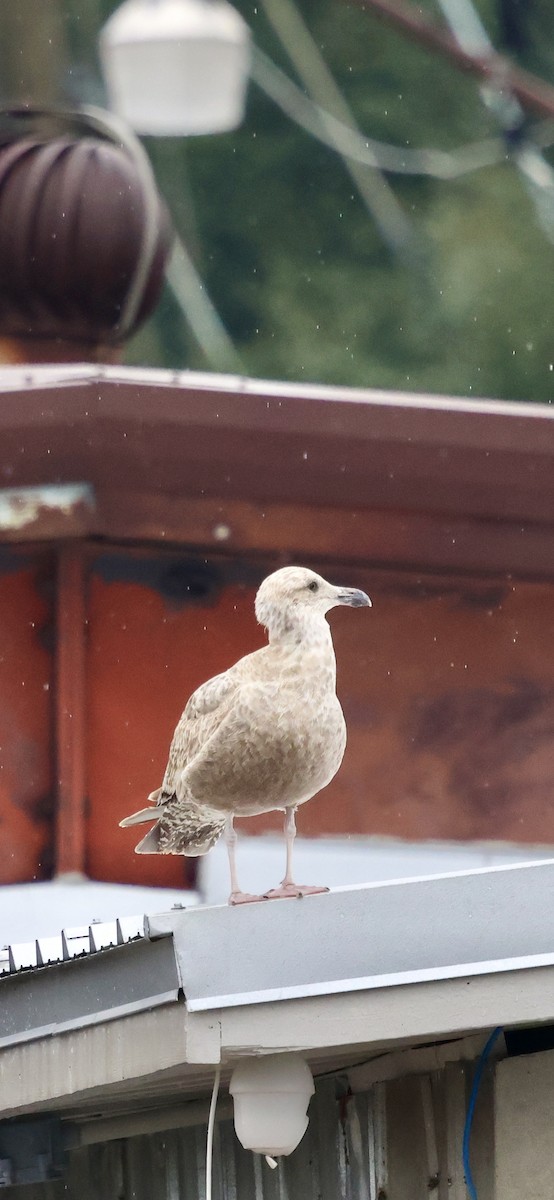 American Herring Gull - ML646421527