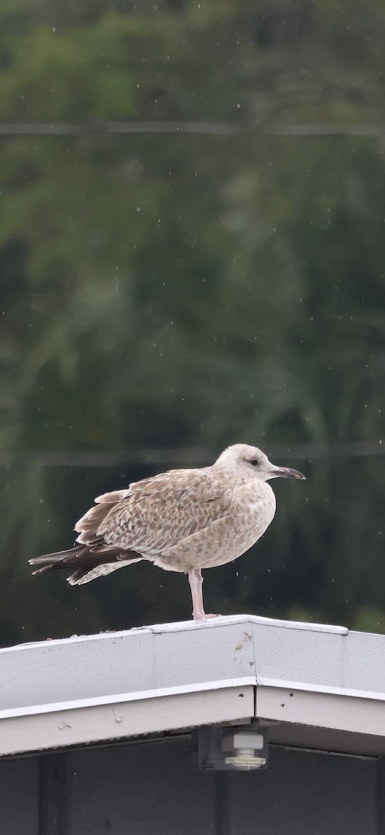 American Herring Gull - ML646421528