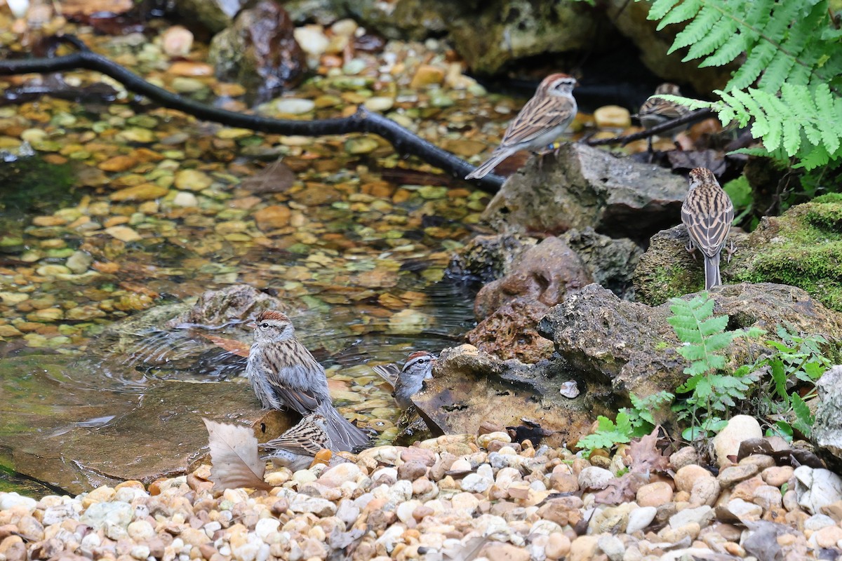 strnádka vrabcovitá - ML646421529