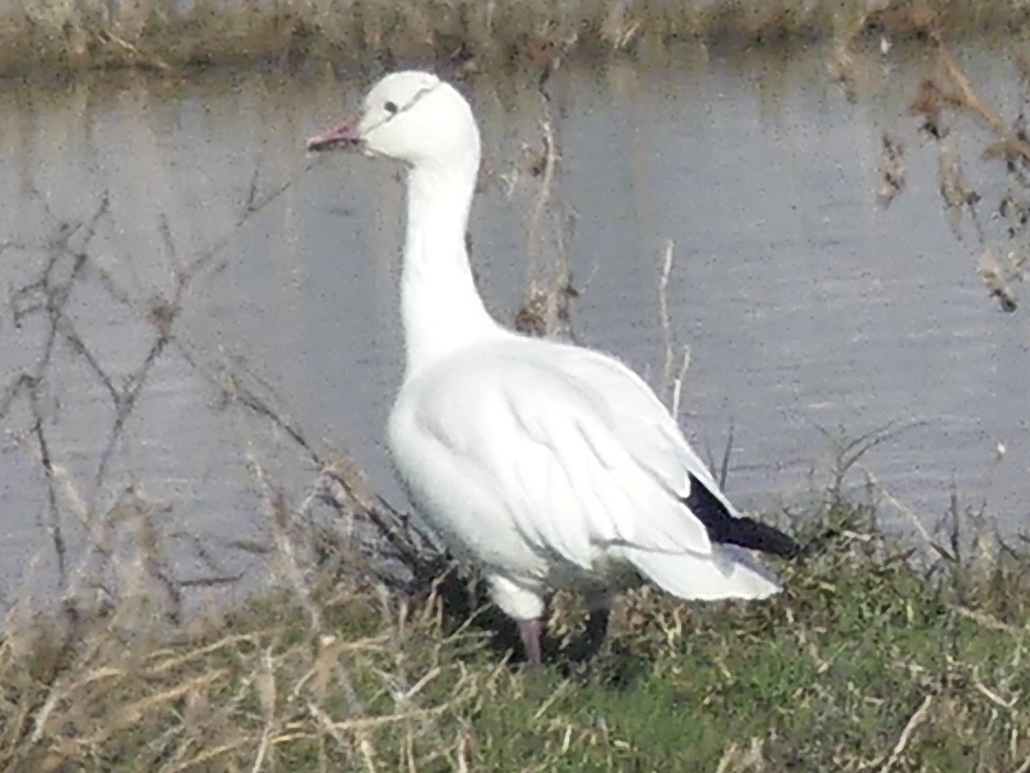 ハクガン - ML646421530