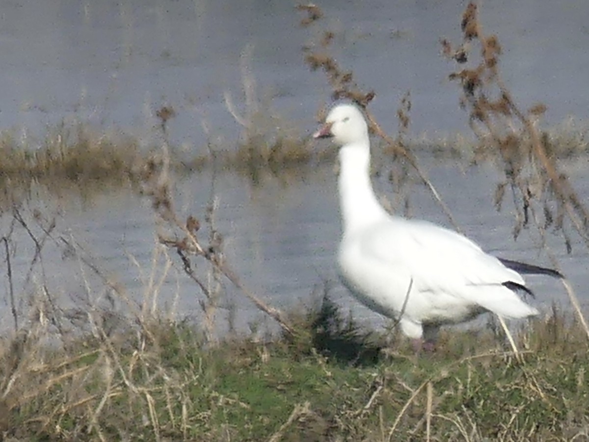 ハクガン - ML646421531