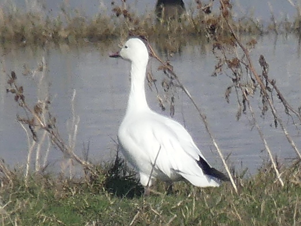 ハクガン - ML646421532