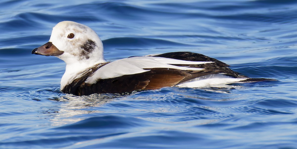 hoholka lední - ML646421534