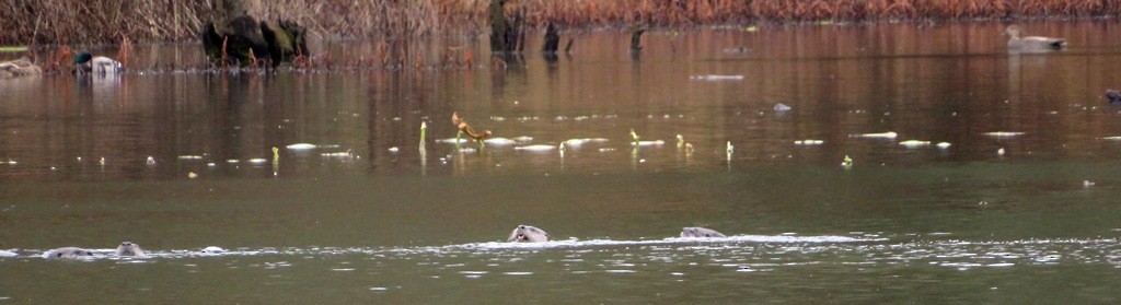 Animals - ML646421535