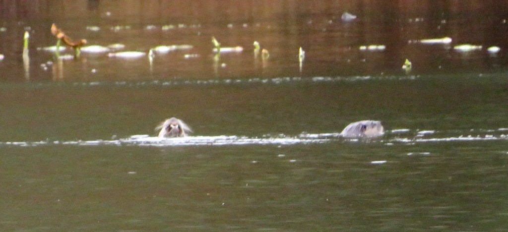 Animals - ML646421536