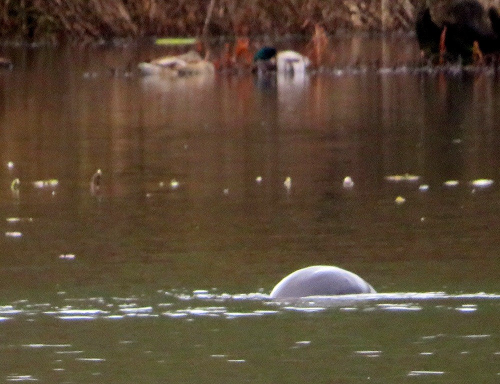 Animals - ML646421537