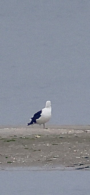 Great Black-backed Gull - ML646421539