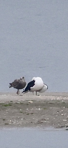 Great Black-backed Gull - ML646421540