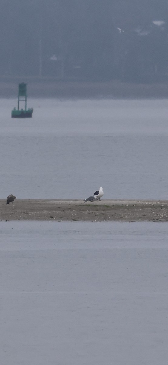 Great Black-backed Gull - ML646421541