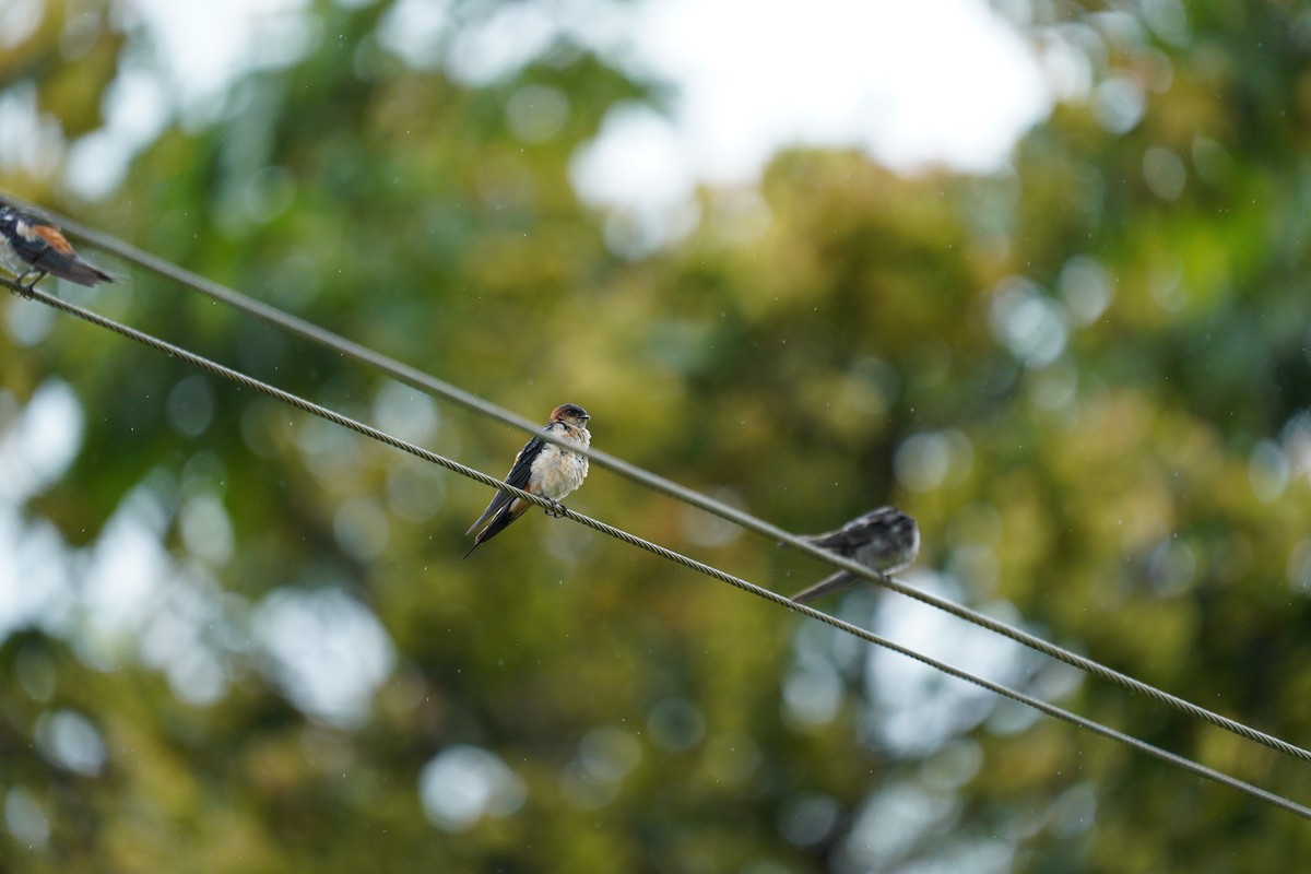 Eastern Red-rumped Swallow - ML646421542