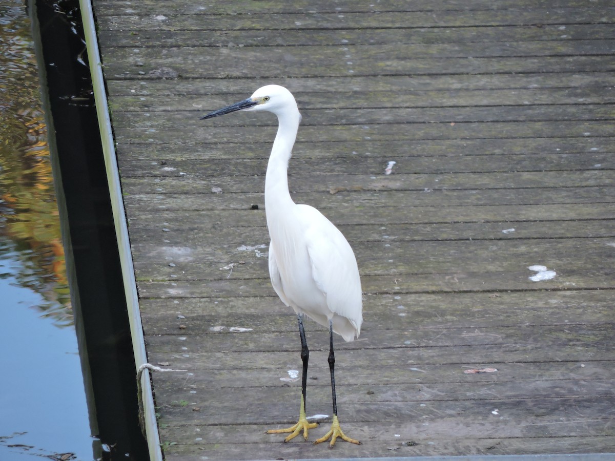 Little Egret - ML646421549