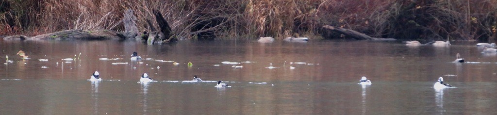 Bufflehead - ML646421550