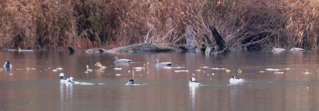 Bufflehead - ML646421551