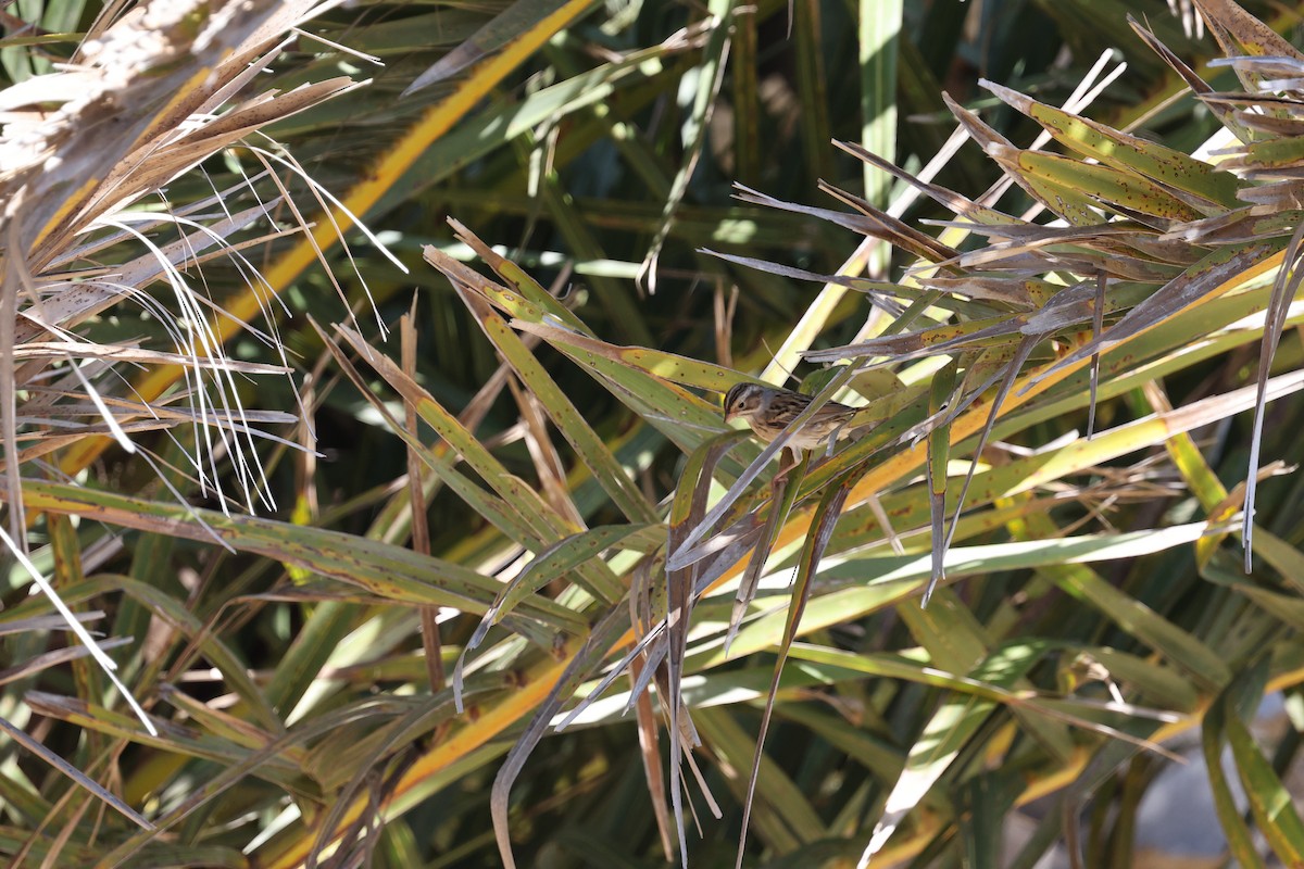 Clay-colored Sparrow - ML646421552