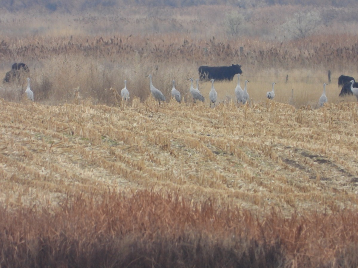 沙丘鶴 - ML646421553