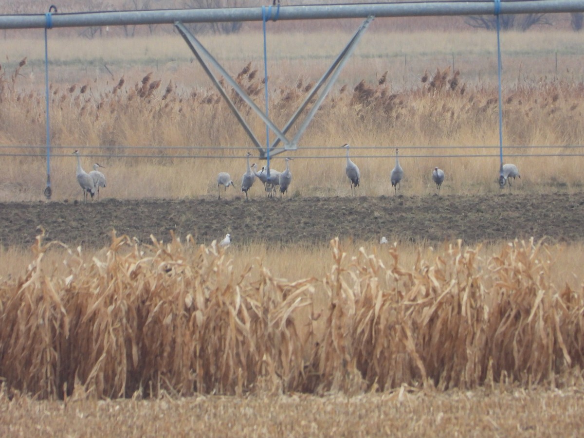 沙丘鶴 - ML646421554