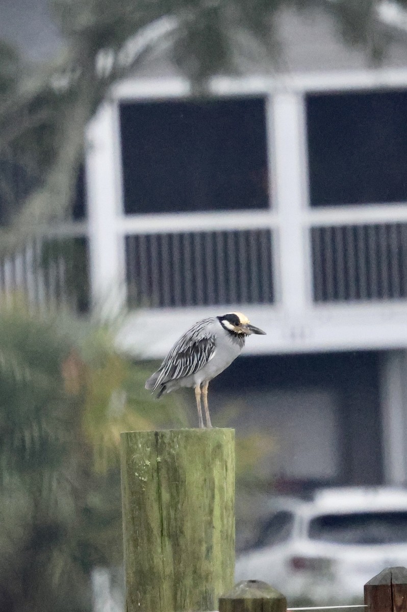 Yellow-crowned Night Heron - ML646421555