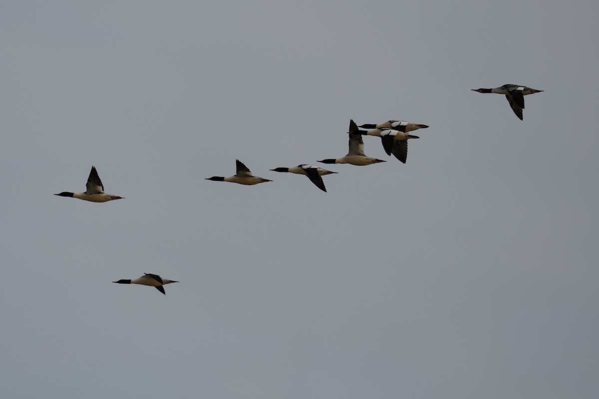 Common Merganser - ML646421556