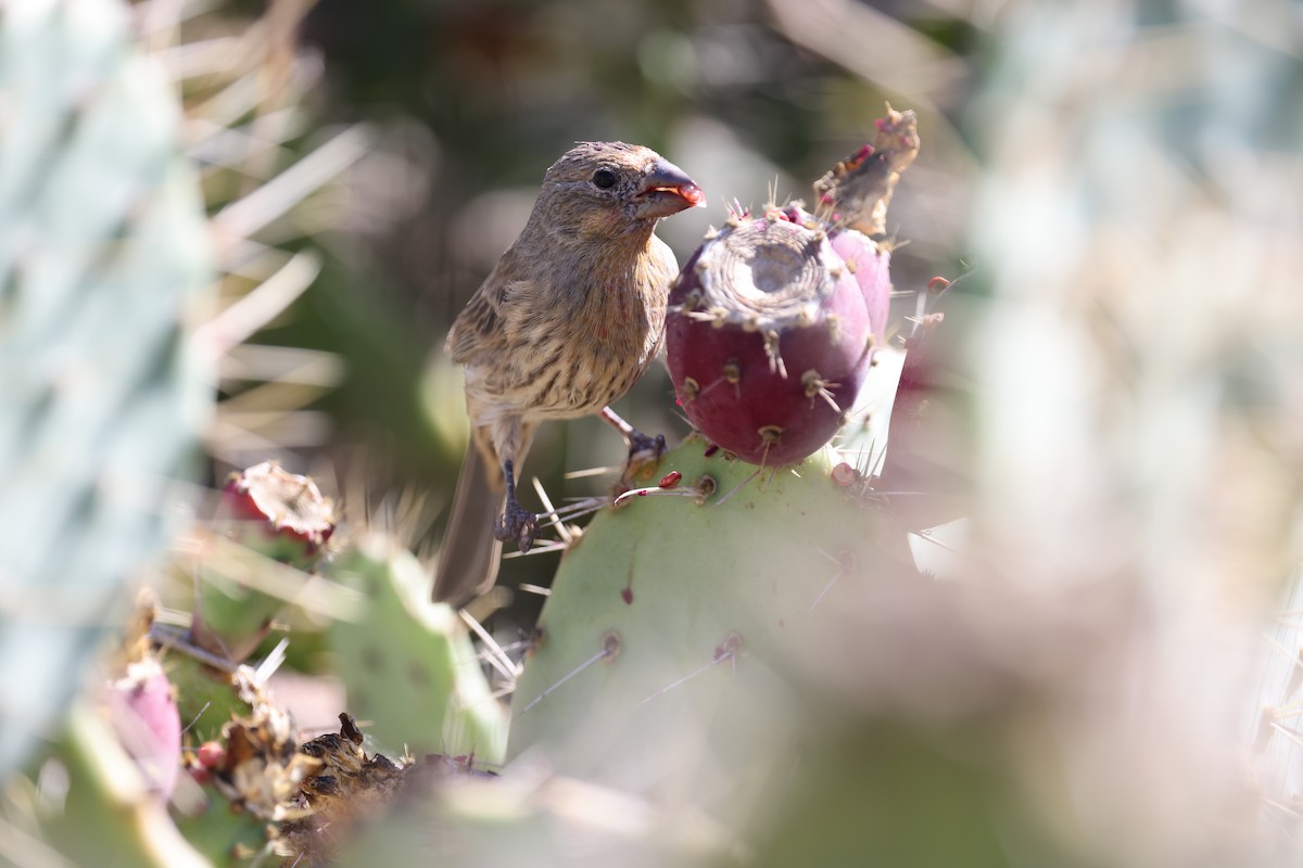 House Finch - ML646421558