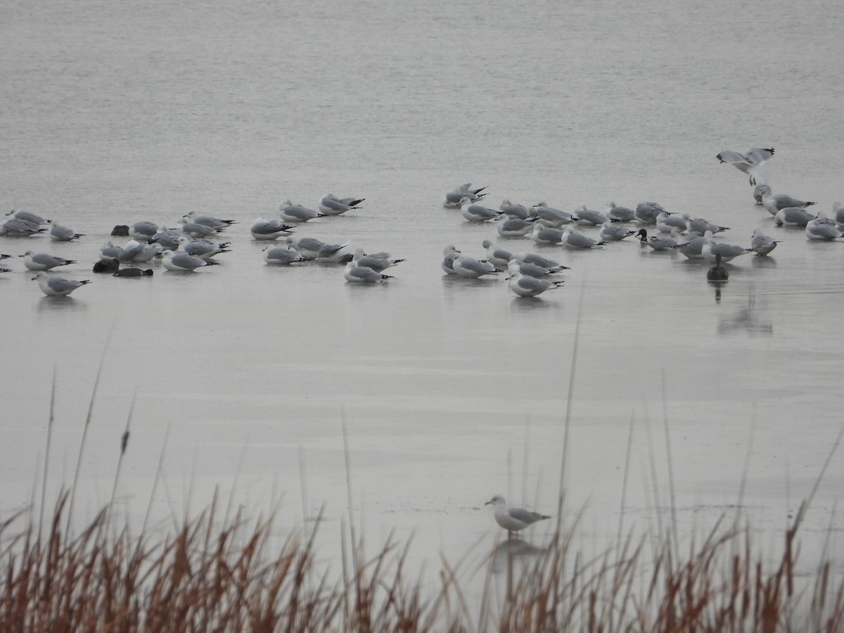 цахлай - ML646421559