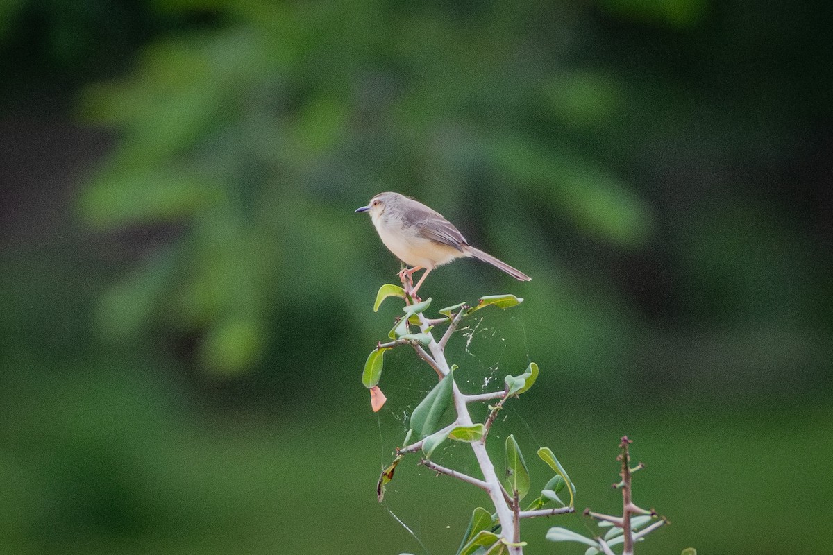 Prinia Sencilla - ML646421560