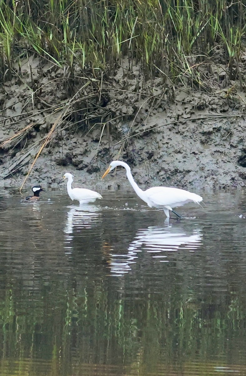 Snowy Egret - ML646421562