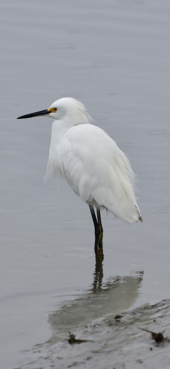 Snowy Egret - ML646421563