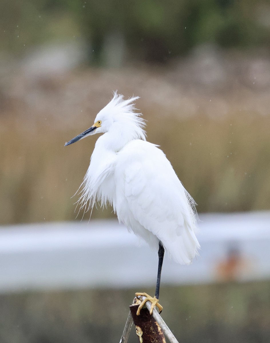 Snowy Egret - ML646421564