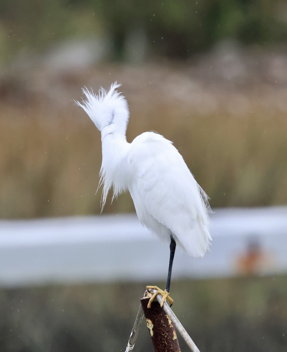 Snowy Egret - ML646421565